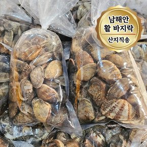 당일조업 남해안 활 바지락 대사이즈 2kg (1kg 당 65~80미)