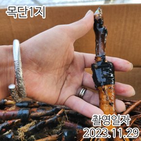 [전국최저가] 명품목단 목단나무 묘목 겹꽃목단 (목윤절윤) 1지