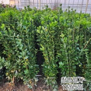 사철나무 (H100cm전후) 10개한세트당