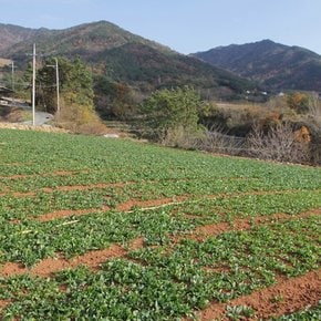 남해의 보물섬 시금치 2kg (실중량)