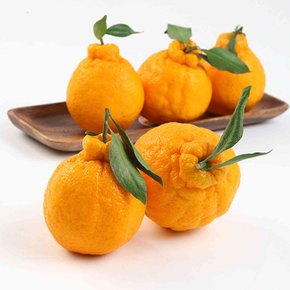 [G] 제주직송 고당도 한라봉 1.5kg 중소과