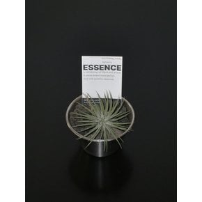 틸란드시아 이오난사 (Tillandsia ionantha) 스테인레스 베이스