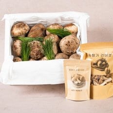 [산지직송] (특상품) 친환경 경북구미 진송향버섯 1kg 송향 송화 송...