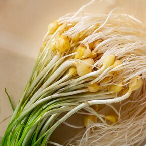 국산 제철 봄나물 (국내산 달래 500g)