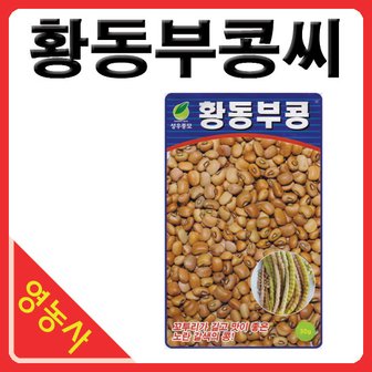  황동부콩 씨앗 30g 동부콩씨앗