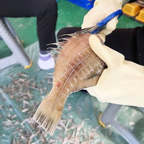 아주푸드 영덕 참가자미 850g 1kg / 손질 생물 가자미 조림 구이 제철