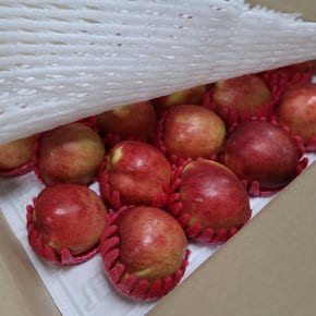 26년 햇 수확 달콤한 청송 홍로 사과 5kg(16-20과) 선물세트