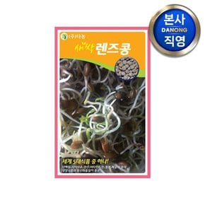새싹 렌즈콩 (렌틸콩) 씨앗 12g . 친환경 모소독 무농약 수경 재배 씨 종자