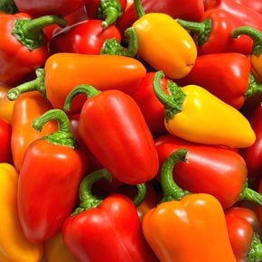 고당도 미니 파프리카 1kg 1.5kg 빨강 노랑 주황 신선한 산지직송