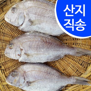 우리존 [임피수산]국내산 반건조 도미 1.5kg 3마리/산지 직배송출고