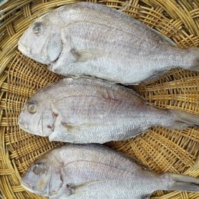 [임피수산]국내산 반건조 도미 1.5kg 3마리/산지 직배송출고