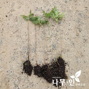 [나무인] 마가목묘목 5개 포트묘