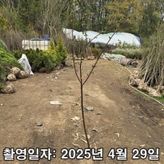 나무생각 착한가격 나무생각 / 산딸기나무 / 3년생 / 1m(전후) / 결실주