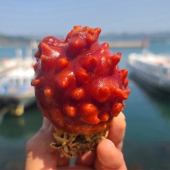 자연맛남 통영 제철 활 멍게 2kg(10-18미)