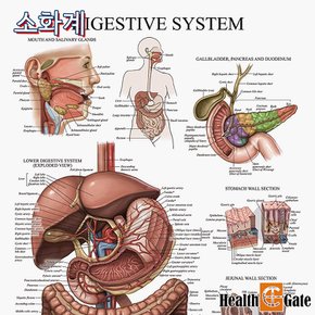 CM Prime USA 인체해부도 차트 병원액자 69X45cm DIGESTIVE 소화계차트 DMC-02