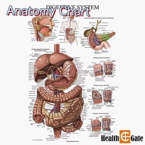 CM Prime USA 인체해부도 차트 병원액자 69X45cm DIGESTIVE 소화계차트 DMC-02
