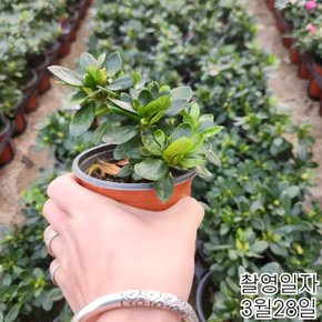 왜성명품철쭉(레오폴드) 아잘레아 겹꽃철쭉포트묘목