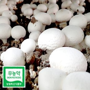 친환경 무농약 부여 양송이 버섯 특품 500g 선물용 친환경채소