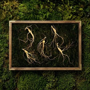 강원도 산양산삼 7-8년근 5뿌리