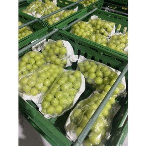 고당도 샤인머스켓  1kg 1~2수