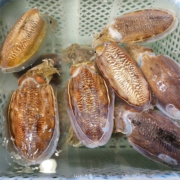 고흥 나로도 자연산 생물 갑오징어 1kg (대사이즈) 2-4미