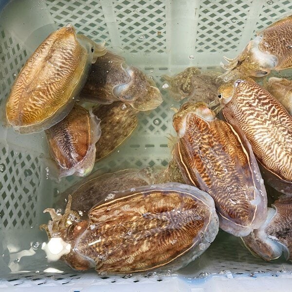고흥 나로도 자연산 생물 갑오징어 1kg (대사이즈) 2-4미