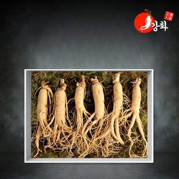 강화초지인삼 5년근 난발삼 1채 750g (17-20뿌리)