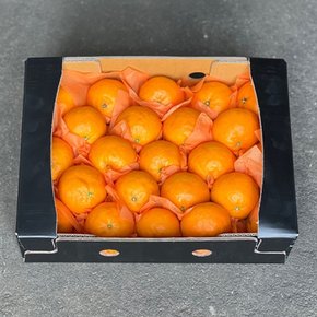 [오늘신선]하우스재배 갓 수확한 카라향 선물세트 2.5kg(중대과) 10-21과내외