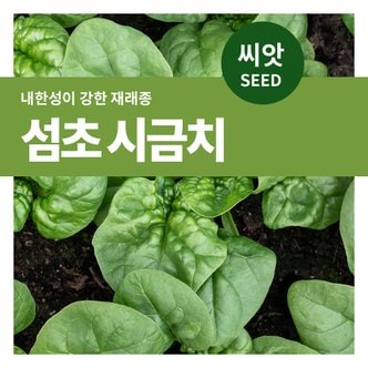 마이플랜트 섬초 시금치 씨앗 20g