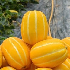[유명산지] 꿀맛남 성주 참외 2kg (소과/10-14과)