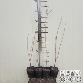 화이트핑크 셀릭스나무 묘목 삽목2년 특묘