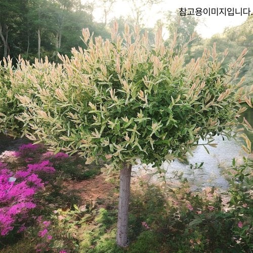 추가이미지