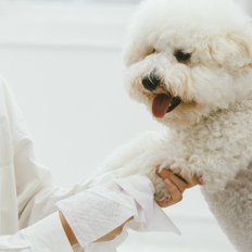 [디팡/펫피]강아지 고양이 목욕티슈 펫티슈 물티슈 1팩[10매]