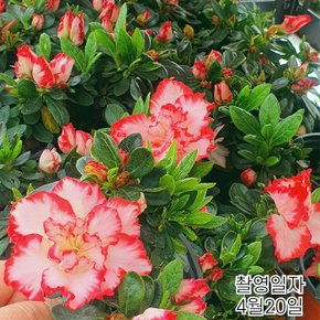 아잘레아 왜성명품철쭉(레오폴드) 아젤리아겹꽃철쭉포트묘목