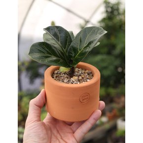 미니 떡갈 고무나무 Terra Nori Clay Pot