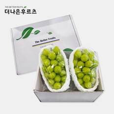 더나은후르츠 특품 국산 샤인머스캣 2입 기프트세트 1.4kg 이상