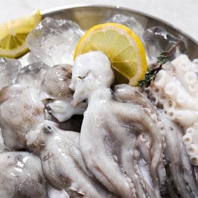 [물맛남] 귀한 생물 활 주꾸미 1kg 15미내외