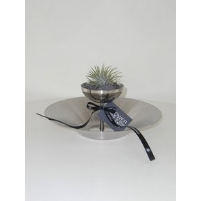 틸란드시아 이오난사 (Tillandsia ionantha) 스테인레스 고블렛