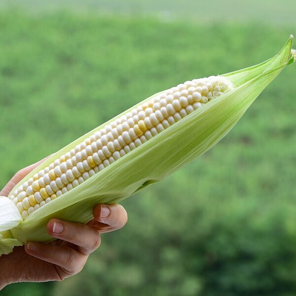 산지직송 괴산 대학찰옥수수 17cm 내외 / 30개