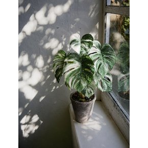 [Still Green] Monstera Albo Vintage Clay Pot