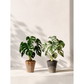 [Still Green] Monstera Albo Vintage Clay Pot