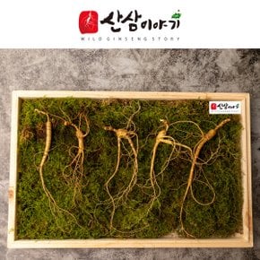 산삼이야기 10년근 10뿌리  산양삼 산삼 장뇌삼 부모님선물 지인선물 자연산 산지직송