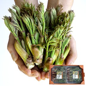 [4월 10일이후 순차출고][베리세상] 고창 자연산 참두릅(산두릅) 원순 중품 1kg