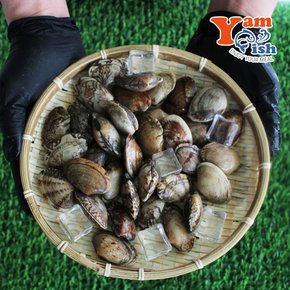 남해 왕바지락 바지락 1kg