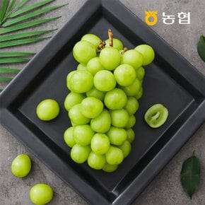 농협선별 망고포도 샤인머스켓 2kg (2-3수)