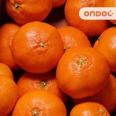 온도씨 제주 고당도 레드향 2.5kg 대과 (6~9과내외)