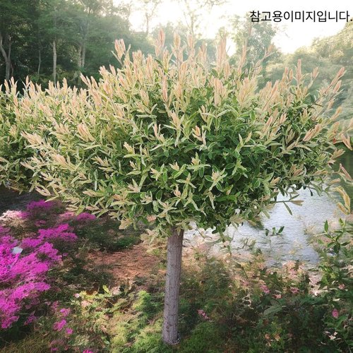 추가이미지