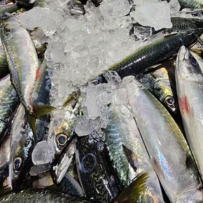 제주도 손질 자반 간 고등어 필렛 소 5팩 (팩당 80~100g) 드라이아이스포함