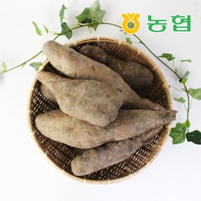 [북안동농협] 안동 산마 (중)2kg