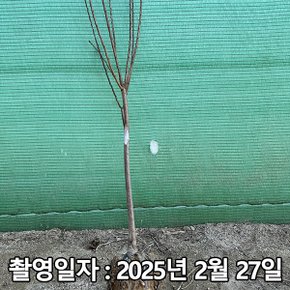 착한가격 나무생각 / 자두나무 / 추희 / 3년생 / 결실주